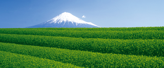About Organic Green Tea