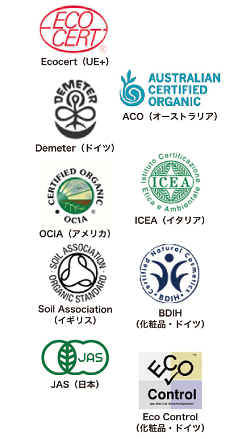 静岡study　「緑茶にかんする研究」